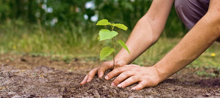 Jazztel Luz y Gas - En Jazztel Luz y Gas, también reforestamos